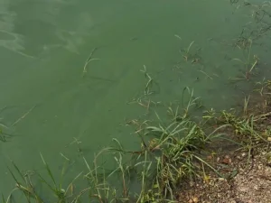 Якщо на водоймі зацвіла вода: 3 робочі способи змусити рибу брати наживку