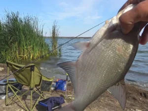 Фідер на водосховищі у вересні: як змусити ляща брати під час похолодання води