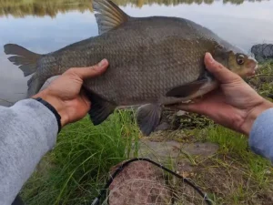 Критичні помилки фідеристів на річці у вересні: як завжди залишатися з уловом