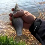 Ідеальне підгодовування для пружини на карася та коропа своїми руками: секрет пароварки