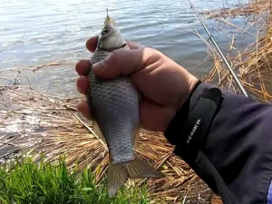 Ідеальне підгодовування для пружини на карася та коропа своїми руками: секрет пароварки