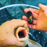 Донна снасть на сазана та коропа для річки: монтаж із пружиною та важким грузилом