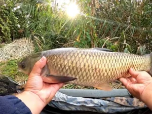 Ловля білого амура у вересні на мулистій водоймі: ефективний лайфхак монтажу