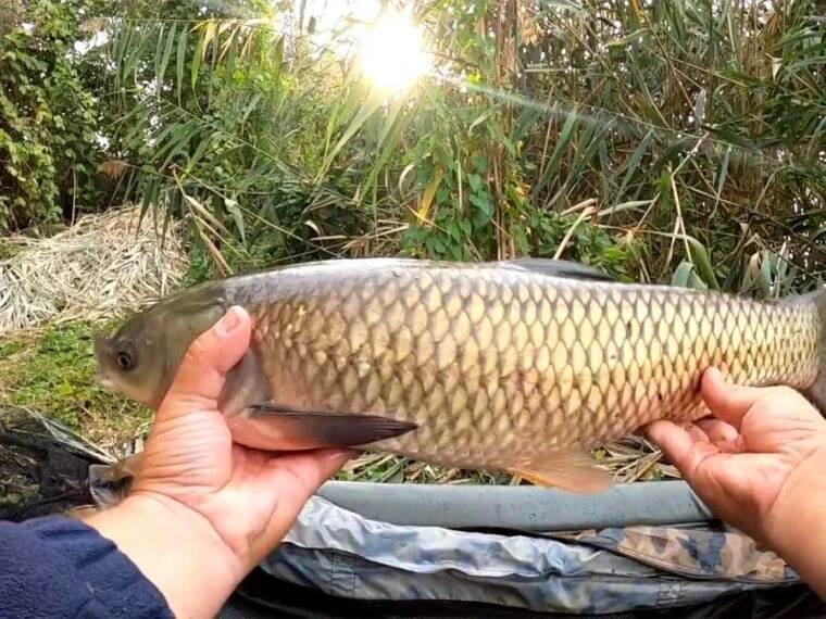 Ловля білого амура у вересні на мулистій водоймі: ефективний лайфхак монтажу