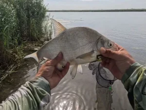 Після дощів вода піднялася: експерт пояснив, як тепер шукати рибу на річці