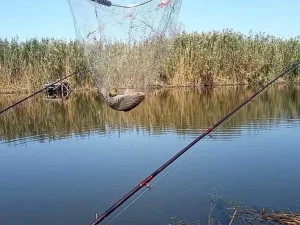 Робоча осіння насадка на карася та ляща: рецепт пряного картопляного тіста