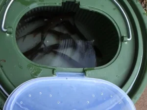 Живець на судака й окуня не засинає в кані: один дешевий засіб з аптечки швидко насичує воду киснем