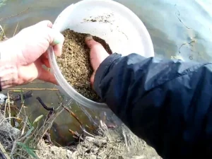 Затемнення прикормки на карася в жовтні: робоча суміш для прозорої води