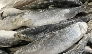Ціни на рибу: морожена продукція подорожчала на 30%